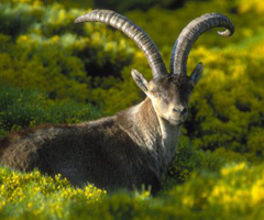 España se desmarca del plan de suelta de cabra montés en el Pirineo